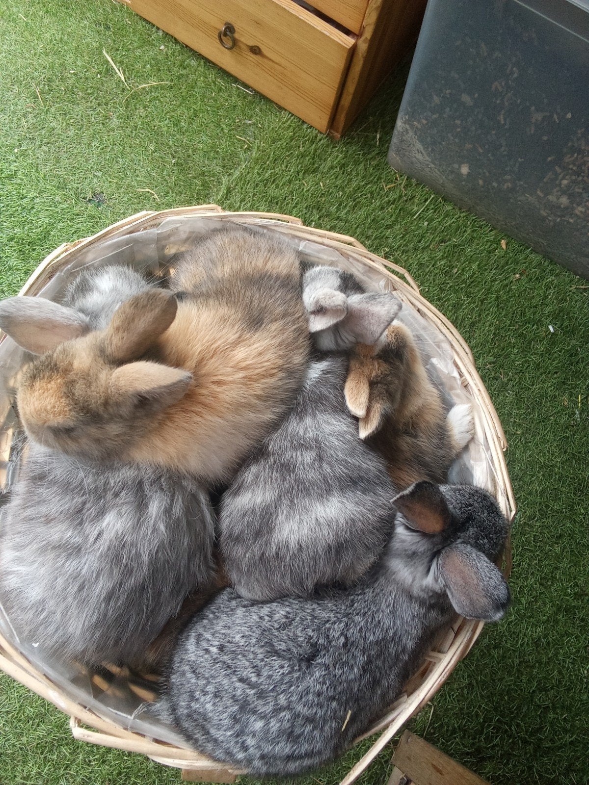 Konijnen.4 week leeftijd. 8 euro per konijn.