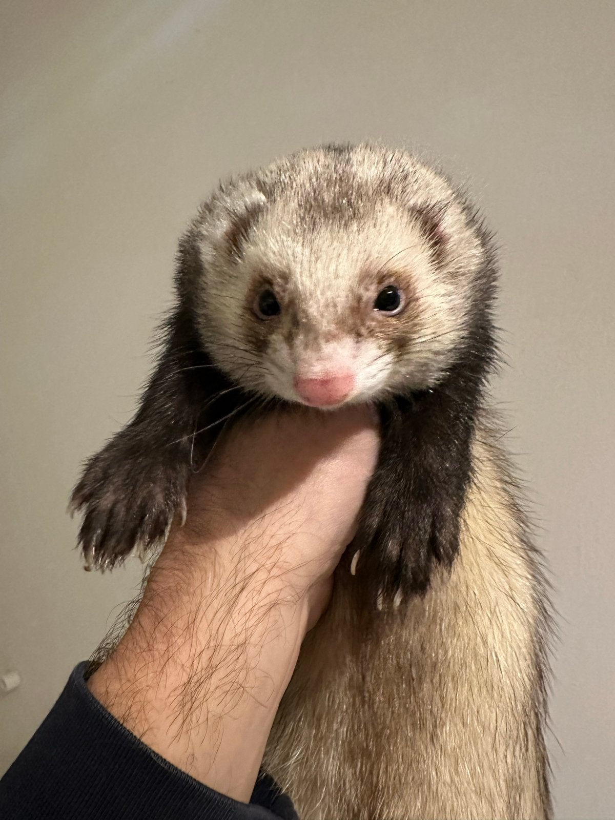Leuk fretten koppel te koop., April, Meerdere dieren