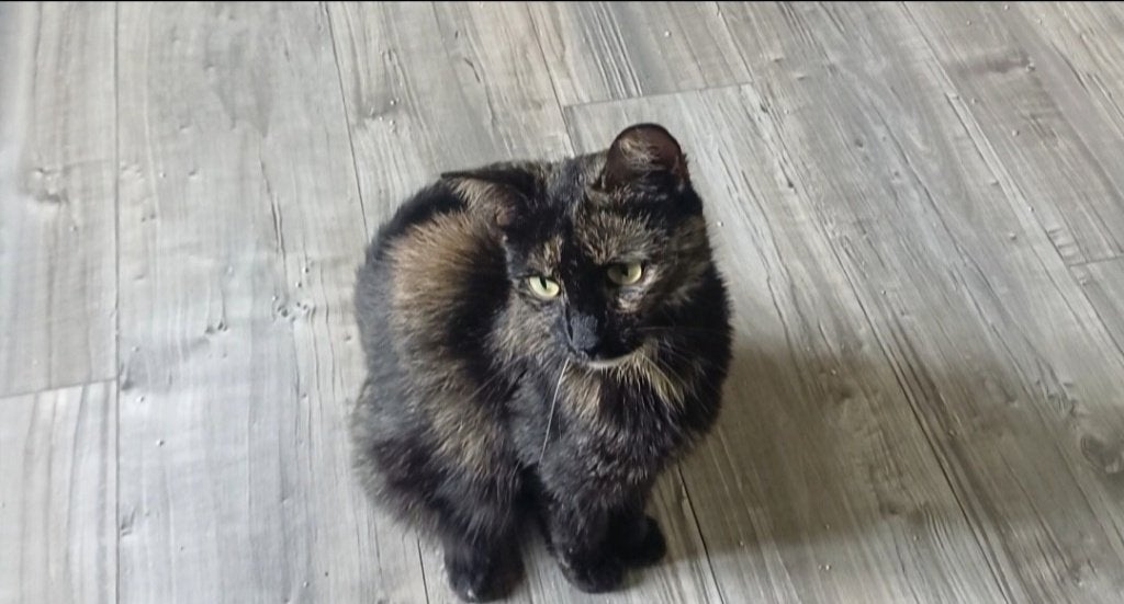 Poes, Poes, Kortharig, 0 tot 2 jaar