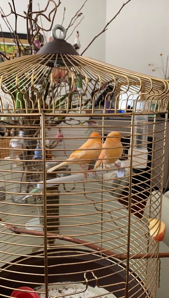 vogelkooi te koop, Ophalen, Metaal, Vogelkooi