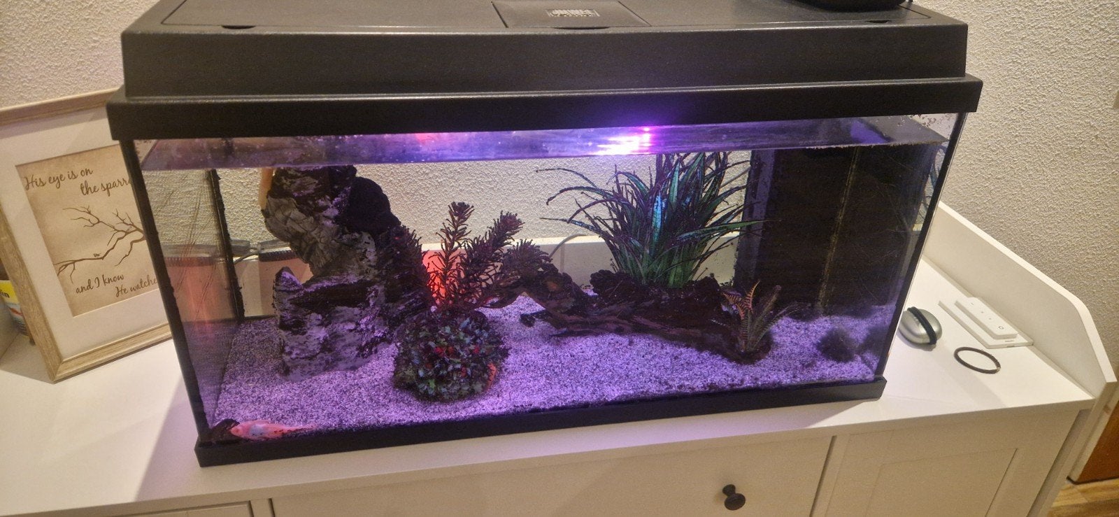 Aquarium, Dieren en Toebehoren, Vissen | Aquaria en Toebehoren, Ophalen, Gebruikt, Gevuld zoetwateraquarium, Inclusief vissen