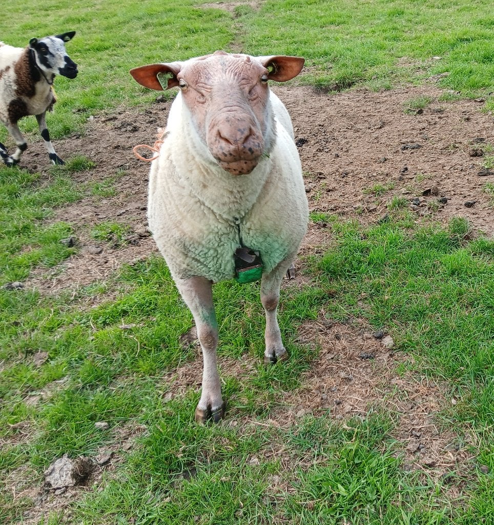 Rouge dekram, Mannelijk, Schaap, 3 tot 5 jaar