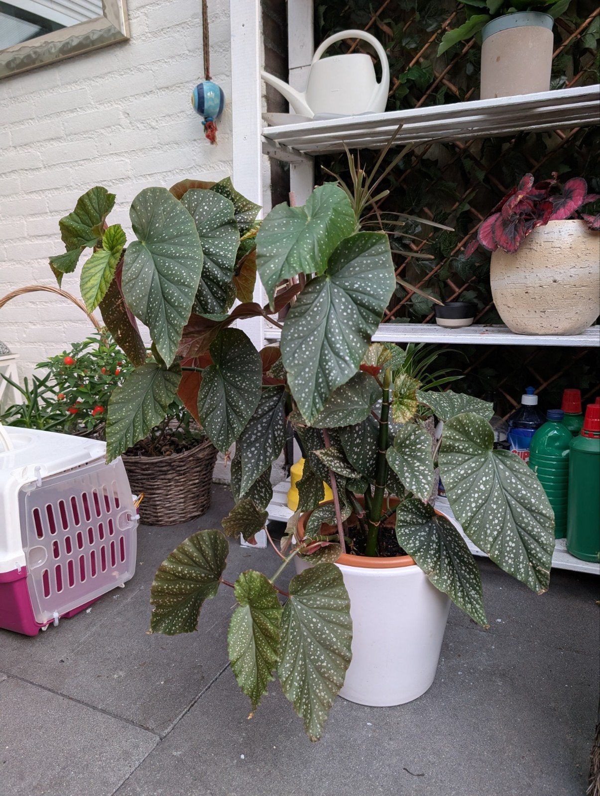 Mooie Begonia kamerplant - ca. 50 cm hoog, Ophalen, Overige soorten, In pot, Minder dan 100 cm