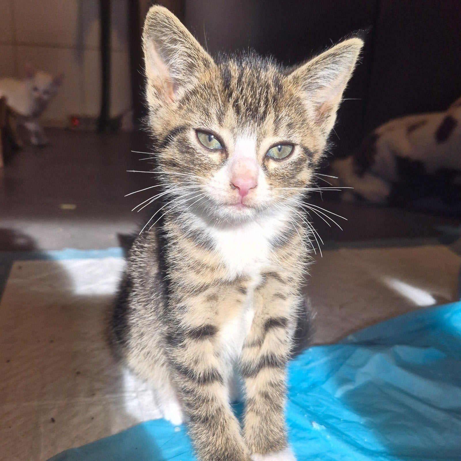 prachtige gesocialiseerde kittens, Meerdere dieren