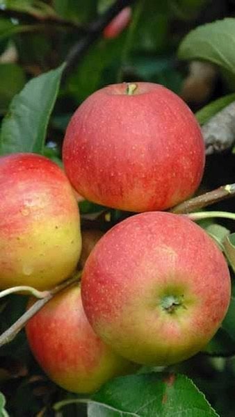 HOOGSTAM FRUITBOMEN, Ophalen, Lente, Volle zon, Appelboom