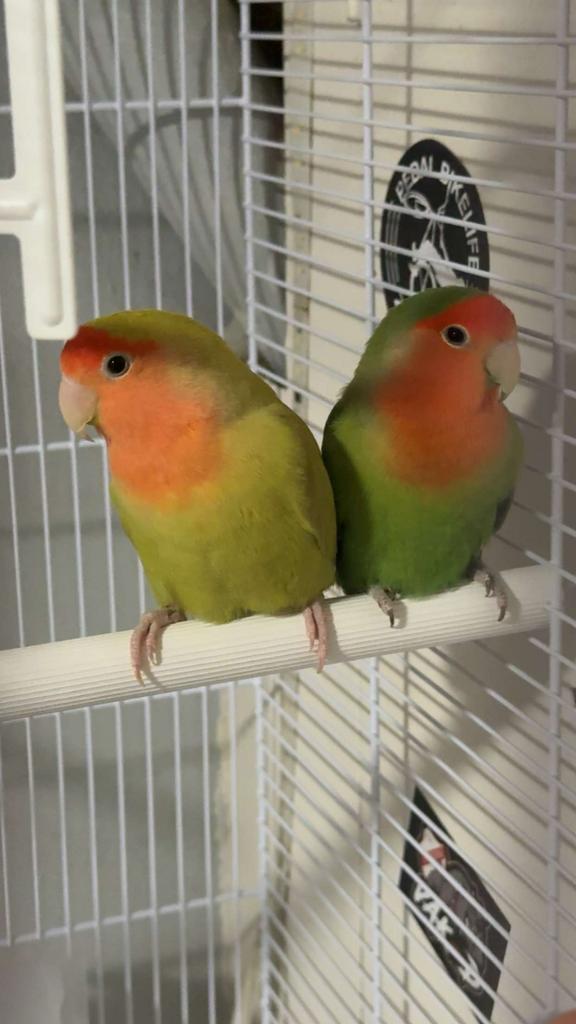 Agepornis koppel, Dieren en Toebehoren, Vogels | Parkieten en Papegaaien, Meerdere dieren, Parkiet, Tam