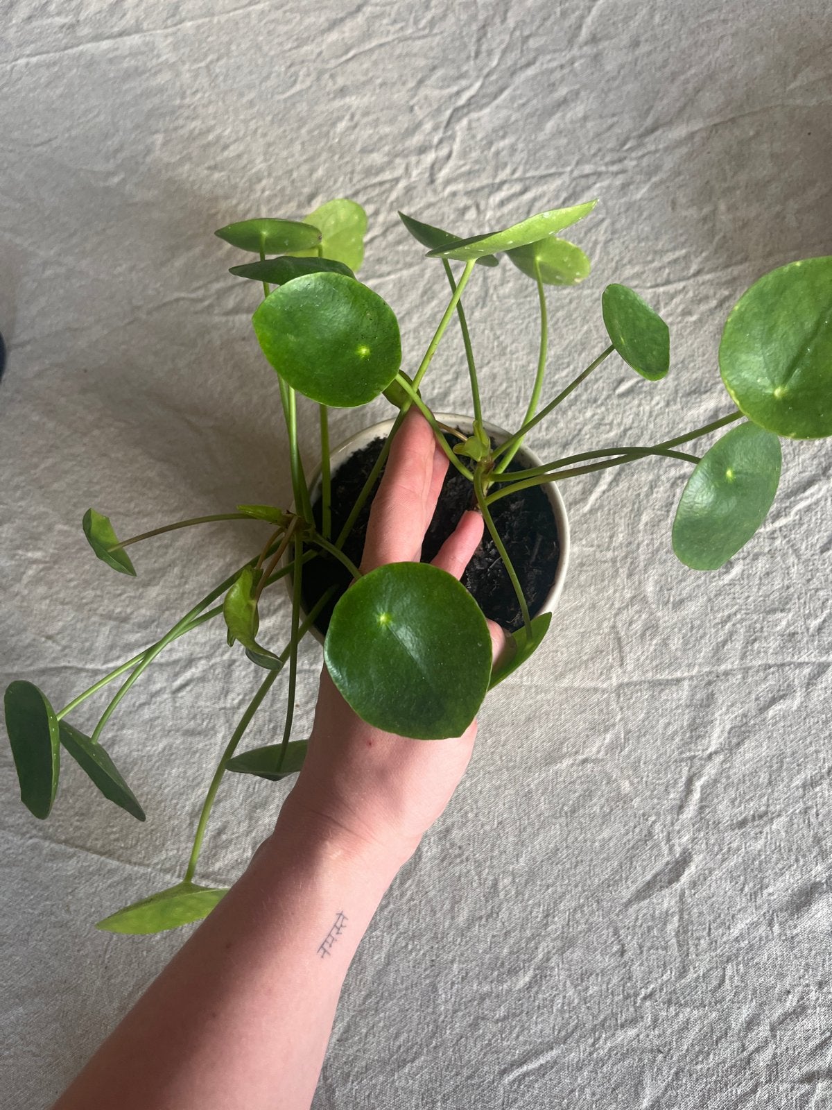 Pannenkoekplant - Pilea Peperomioides (exclusief pot), Huis en Inrichting, Kamerplanten, Ophalen, Overige soorten, Halfschaduw