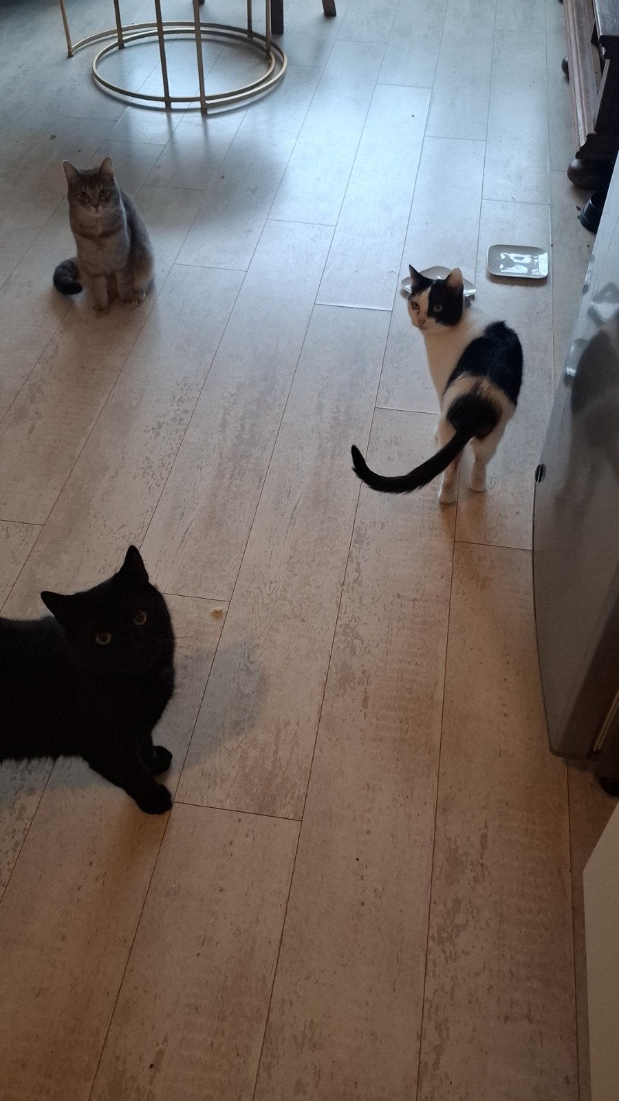 2 hele lieve poesen zoeken een gouden huisje, Poes