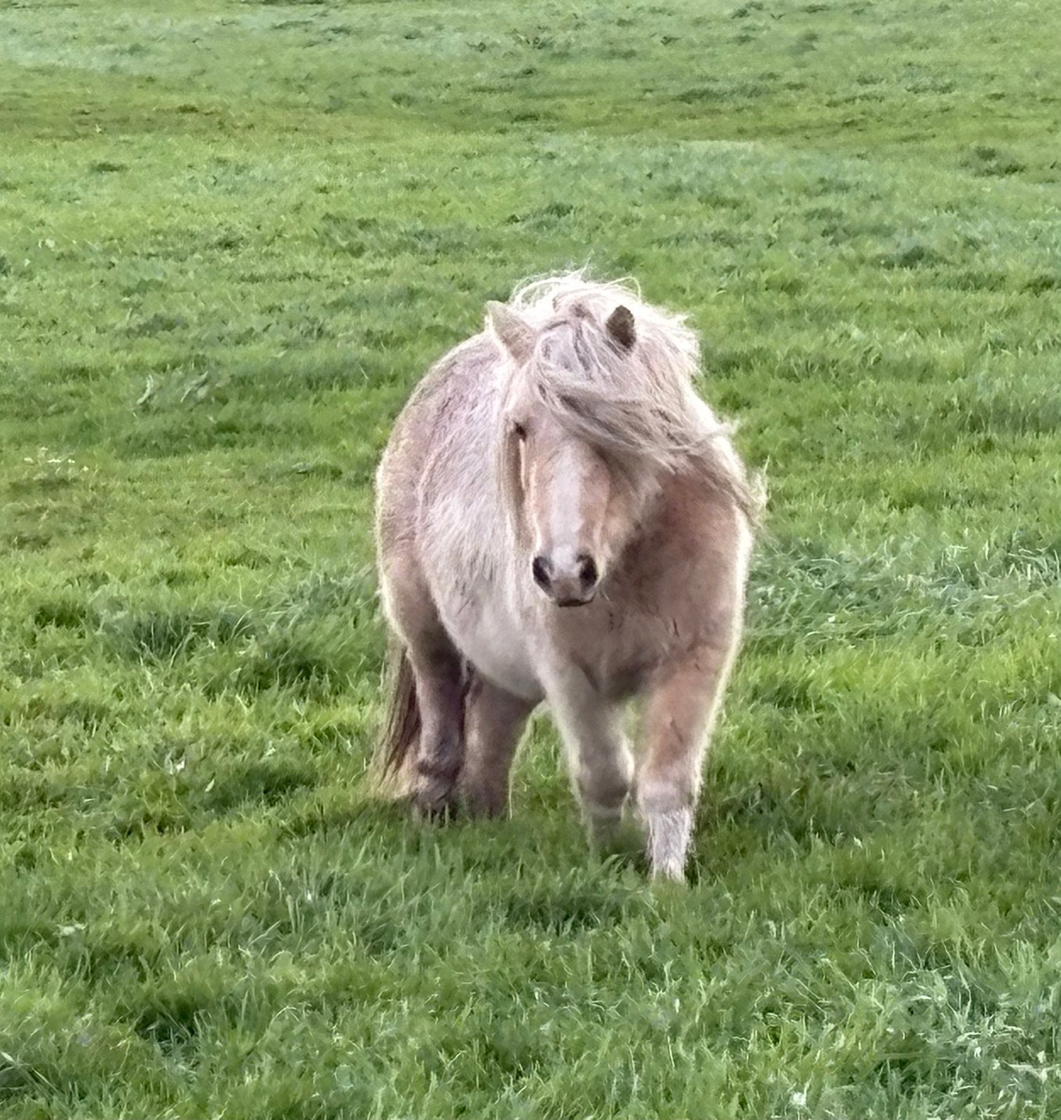 Nsps palomino bonte merrie +hengstveulen, Merrie, A pony (tot 1.17m), Met stamboom, 3 tot 6 jaar