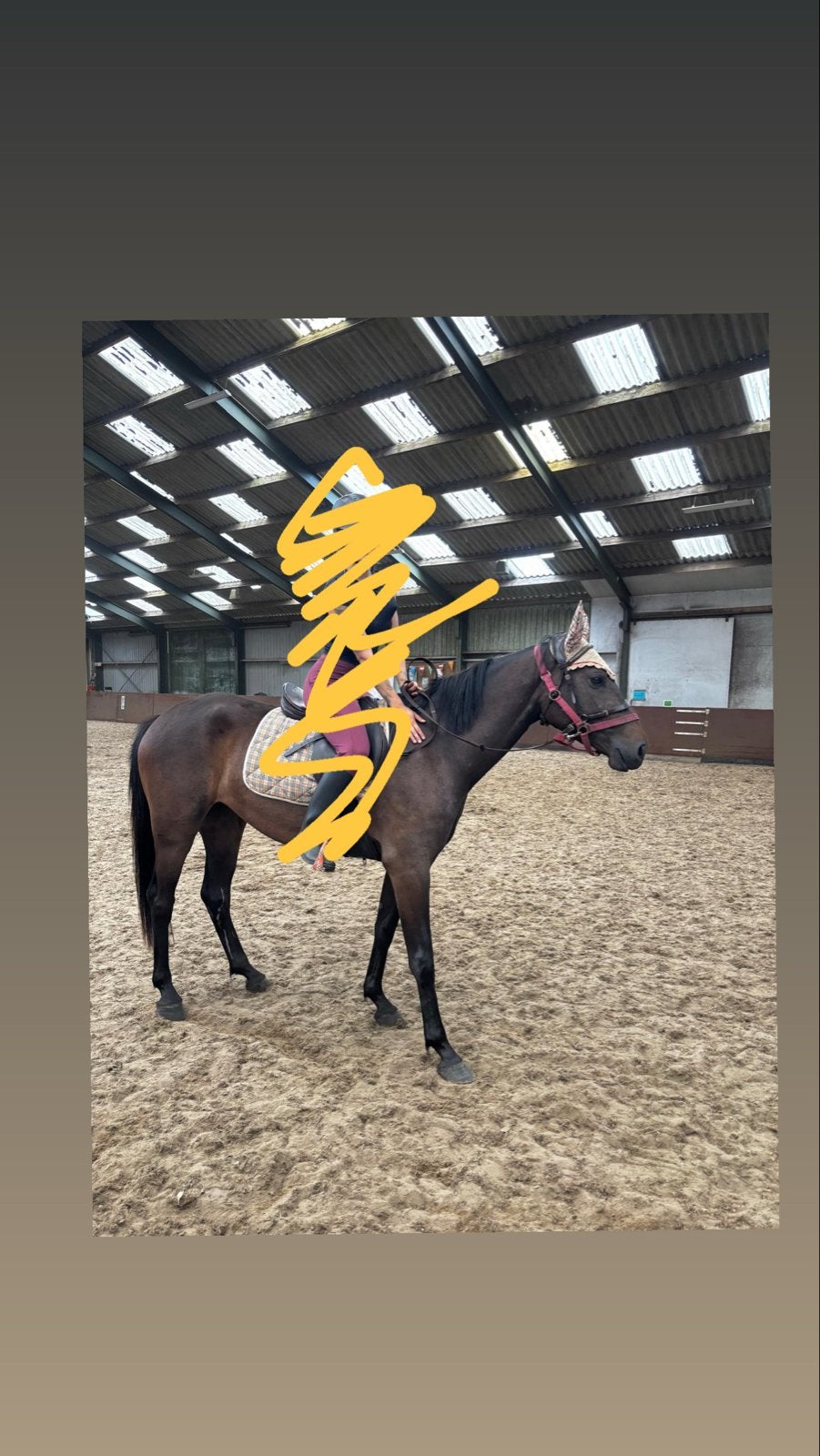 3 jarige merrie, Dieren en Toebehoren, Paarden, Merrie, 160 tot 165 cm, Dressuurpaard