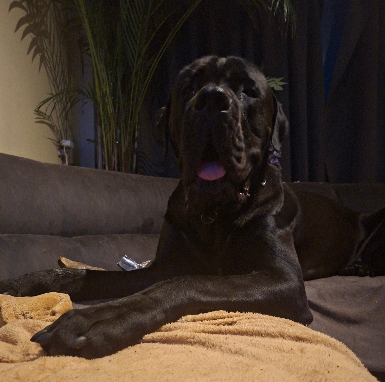 herplaatsing canecorso boerboel kruising, Dieren en Toebehoren, 1 tot 2 jaar, Eén hond, Nederland, Particulier