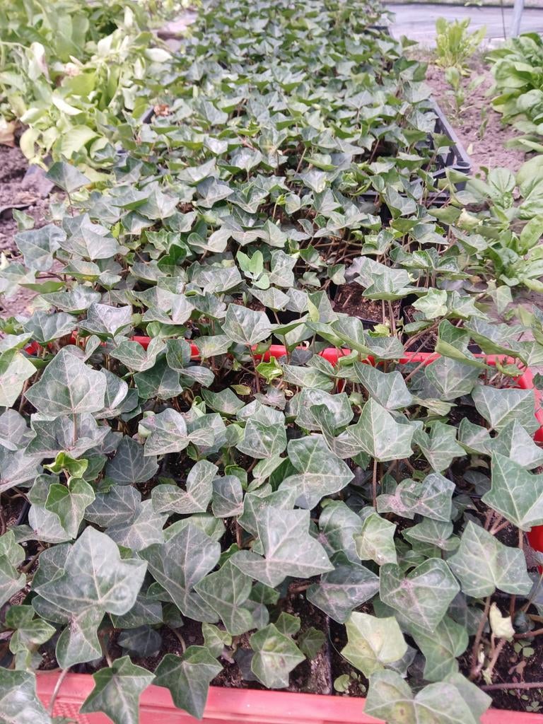 Hedera, Tuin en Terras, Planten | Tuinplanten, Vaste plant, Ophalen of Verzenden, Bloeit niet, Halfschaduw