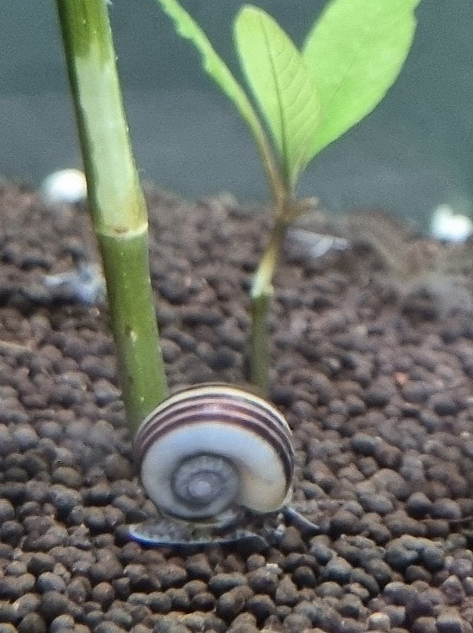 Mooie Jonge Aquarium Slakken, Dieren en Toebehoren, Vissen | Aquariumvissen, Slak of Weekdier, Zoetwatervis