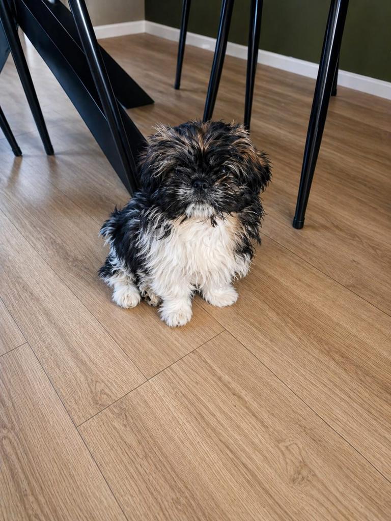 Tshi tzhu, 15 weken tot 1 jaar, Overige rassen, Teef, Eén hond