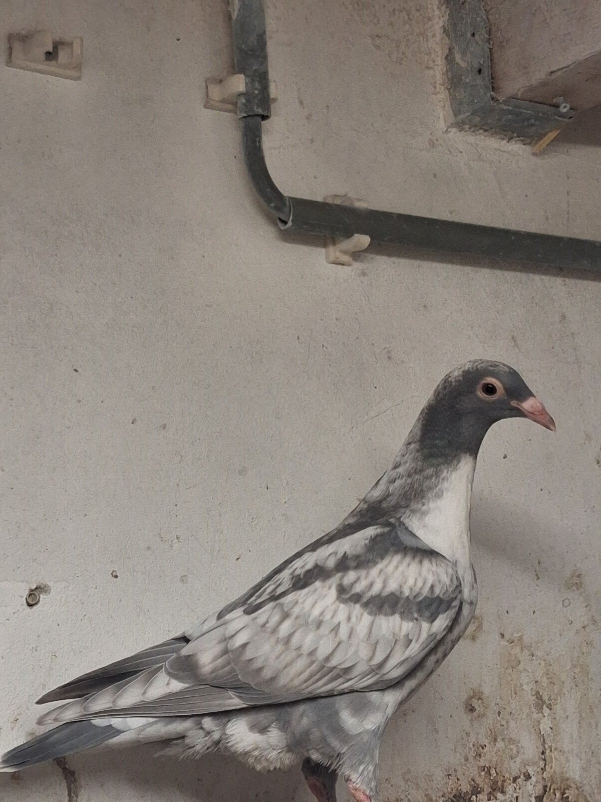 2 jonge reduced postduif, Meerdere dieren, Postduif