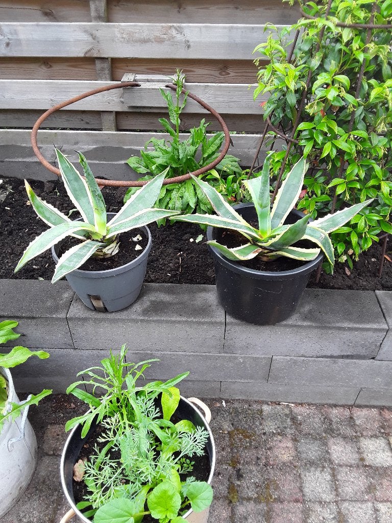 AGAVE, Volle zon, Vaste plant, Bloeit niet, Ophalen