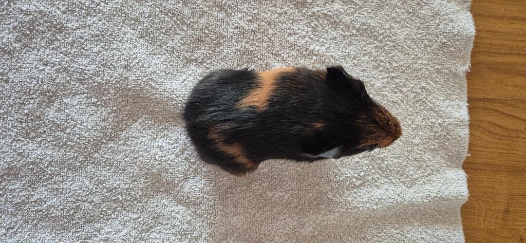 aangeboden cavia, Cavia, April, Mannelijk, Tam