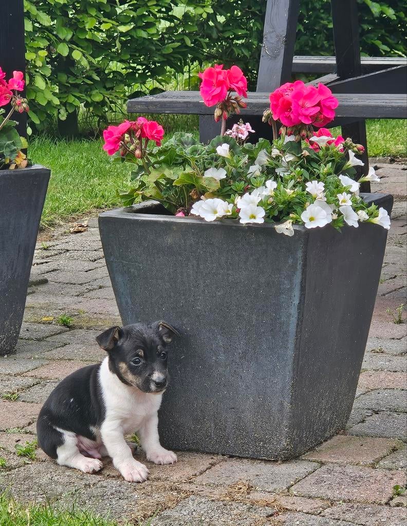 Jack-russell boerenfox pups, zeer sociaal., Dieren en Toebehoren, Honden | Niet-rashonden, Parvo, Reu, 8 tot 15 weken, Meerdere