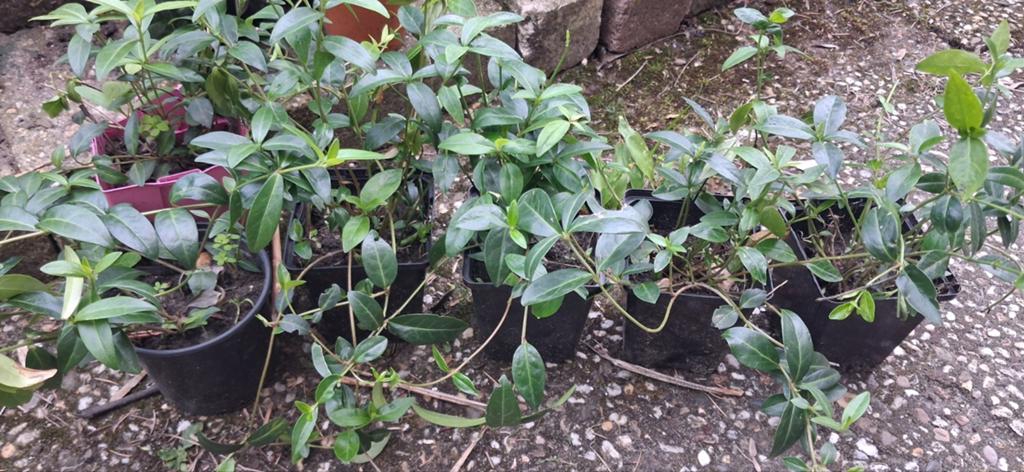 Tuinplanten, Tuin en Terras, Planten | Tuinplanten, Ophalen, Overige soorten, Halfschaduw