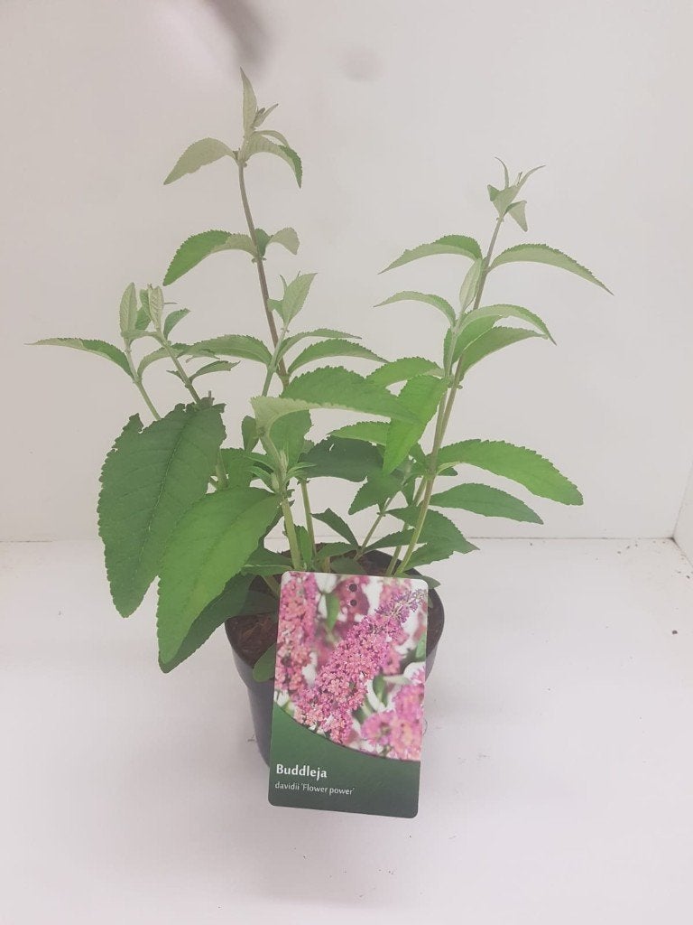 vlinderstruik (buddleja), Vaste plant, Halfschaduw, Zomer, Ophalen