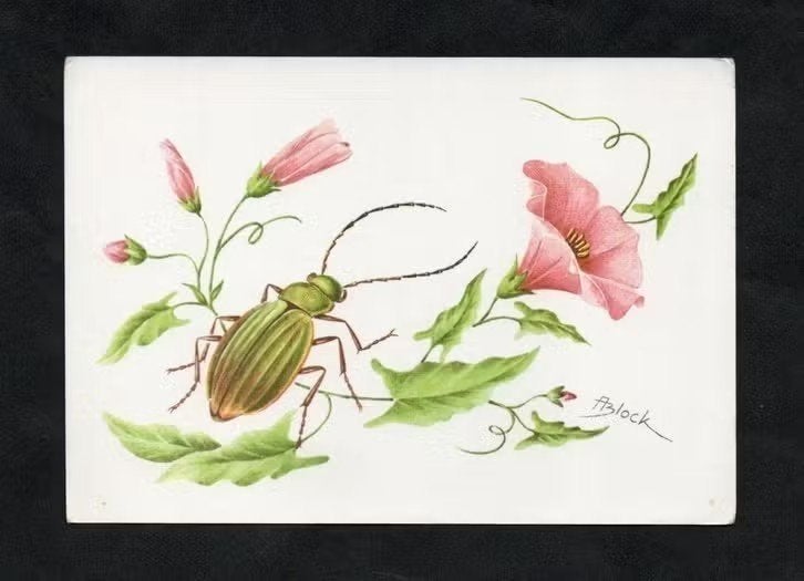 Insect Gouden Loopkever Carabu Auratus Schallebijter., Ophalen of Verzenden, 1960 tot 1980, Ongelopen, Overige soorten