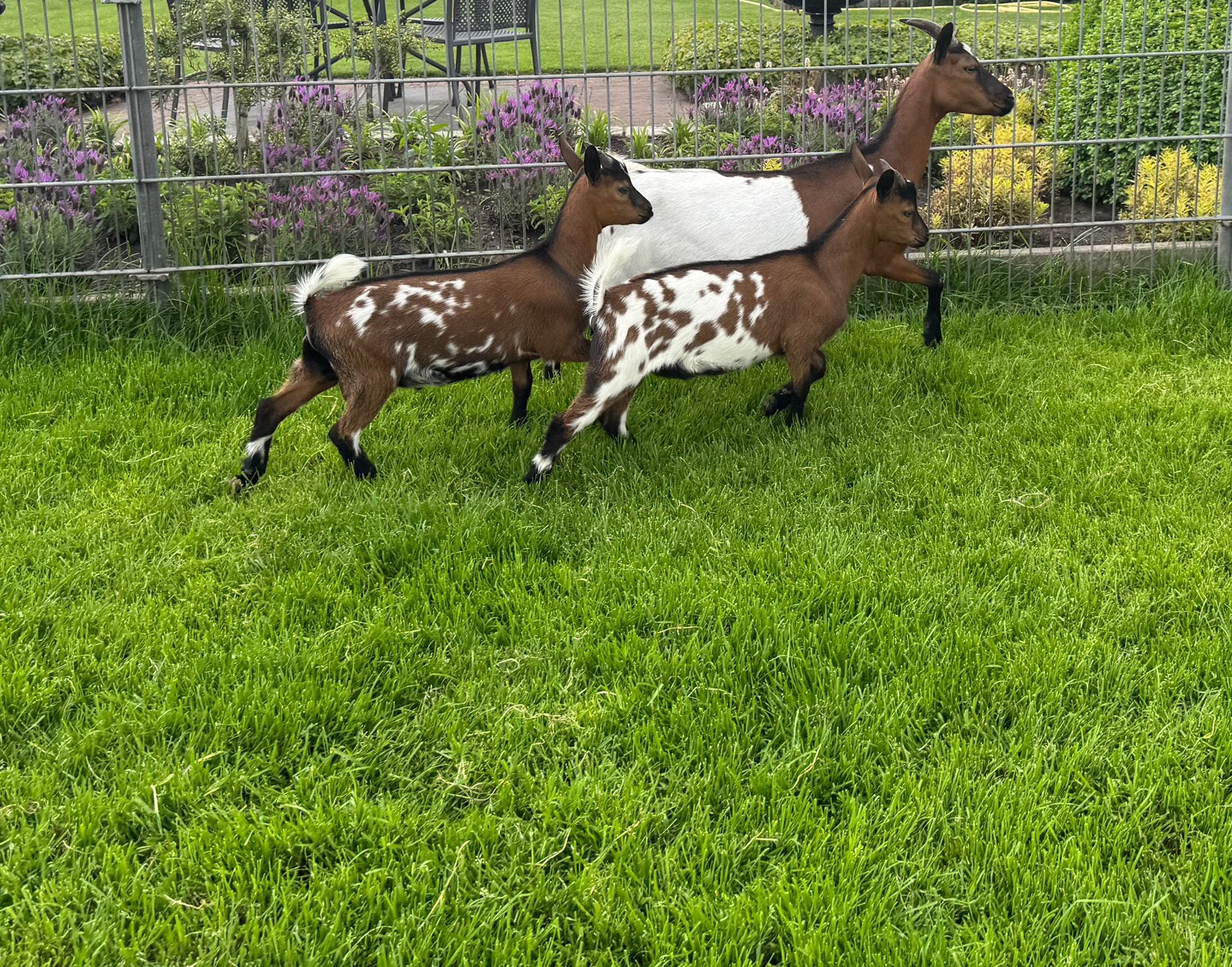 Mooie bruine wit stippel bokjes te koop dwerggeiten bok geit, Dieren en Toebehoren, Schapen, Geiten en Varkens, Mannelijk, Geit