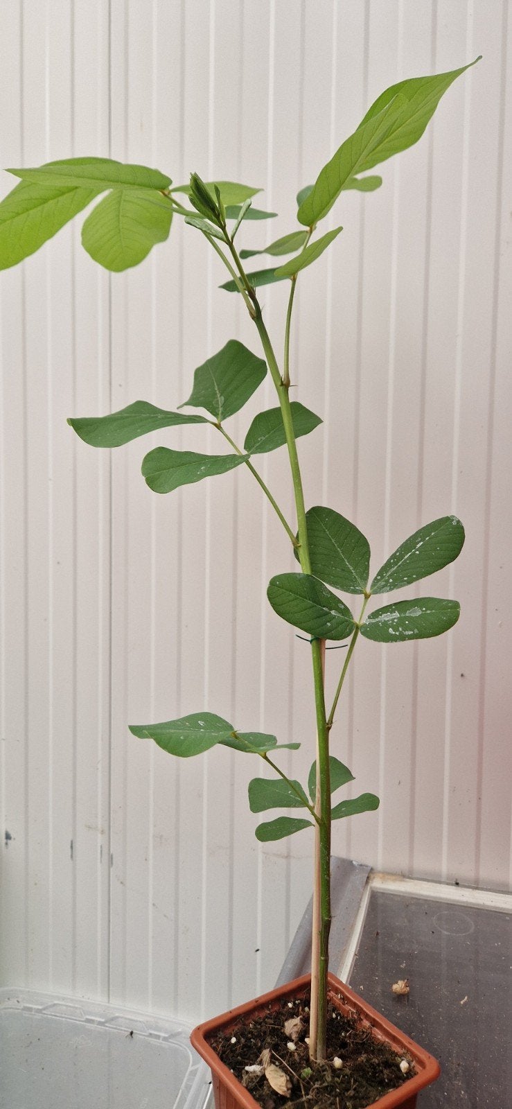 Senna Alata ( kandelaarsstruik )- Jonge plant, Tuin en Terras, Planten | Tuinplanten, Ophalen of Verzenden, Overige soorten, Volle zon