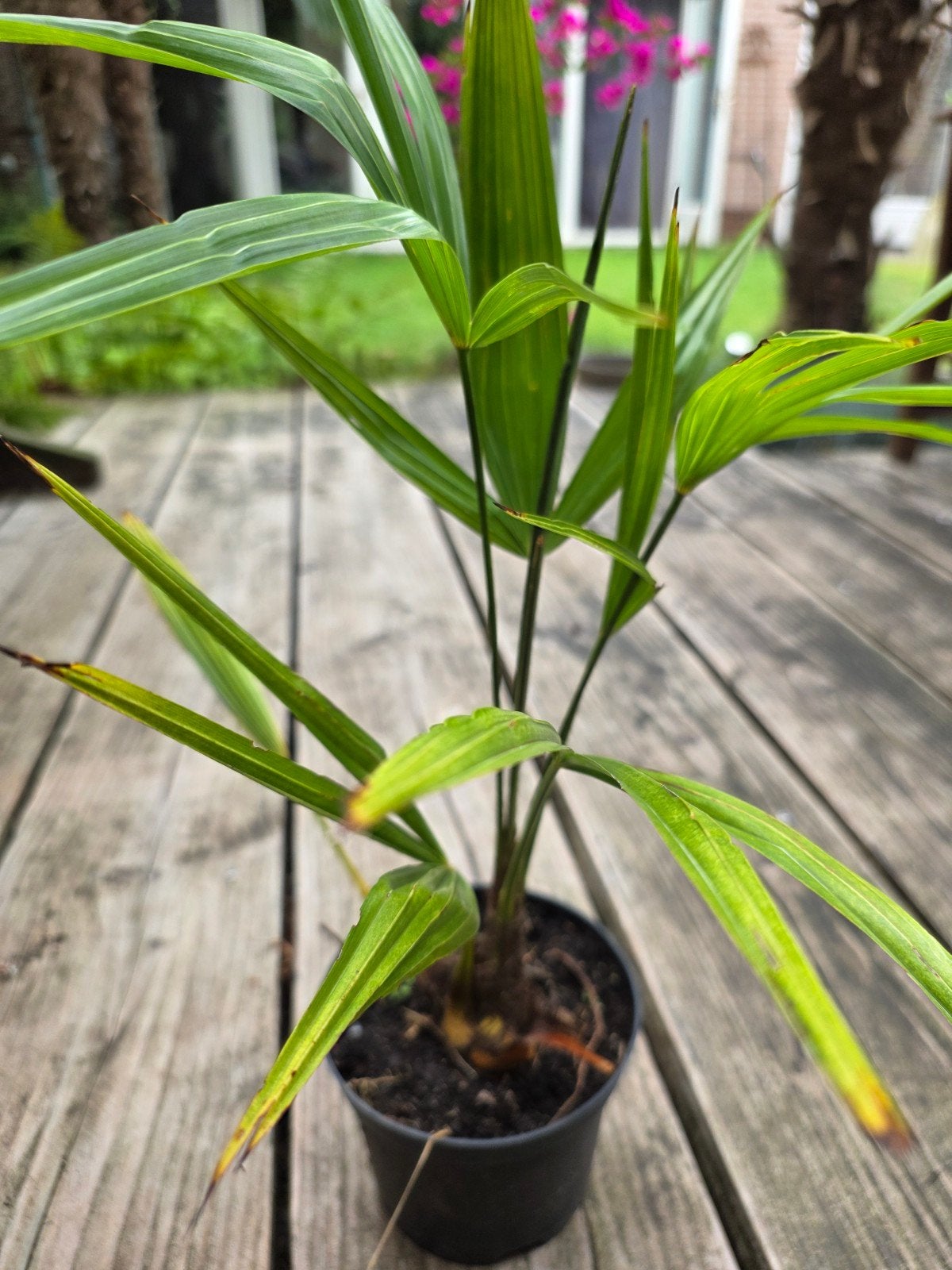 Trachycarpus fortunei - Winterharde Palmboom, Vaste plant, Bloeit niet, Halfschaduw, Ophalen