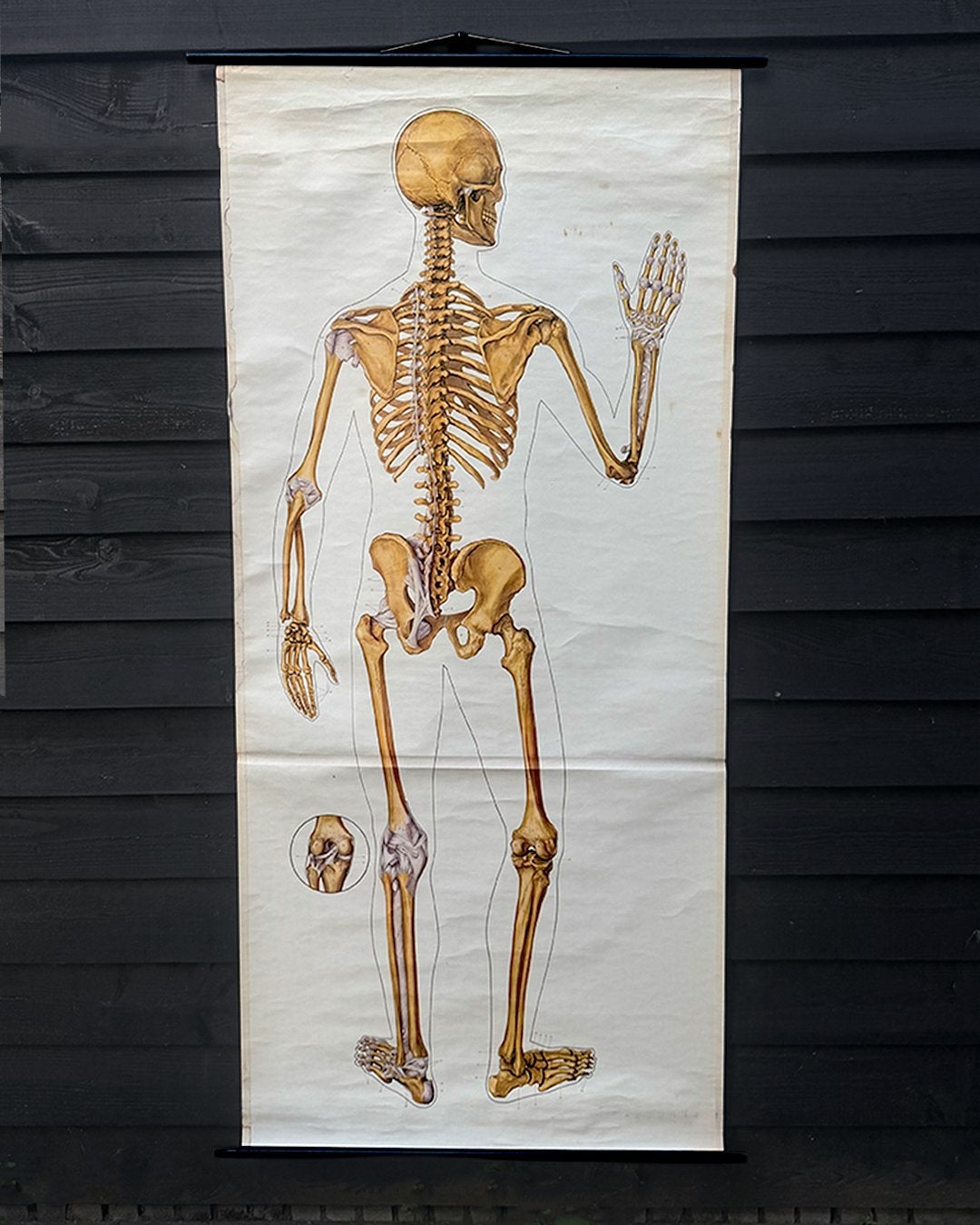 Anatomie Schoolplaat Mens Skelet, Ophalen of Verzenden, Natuur en Biologie