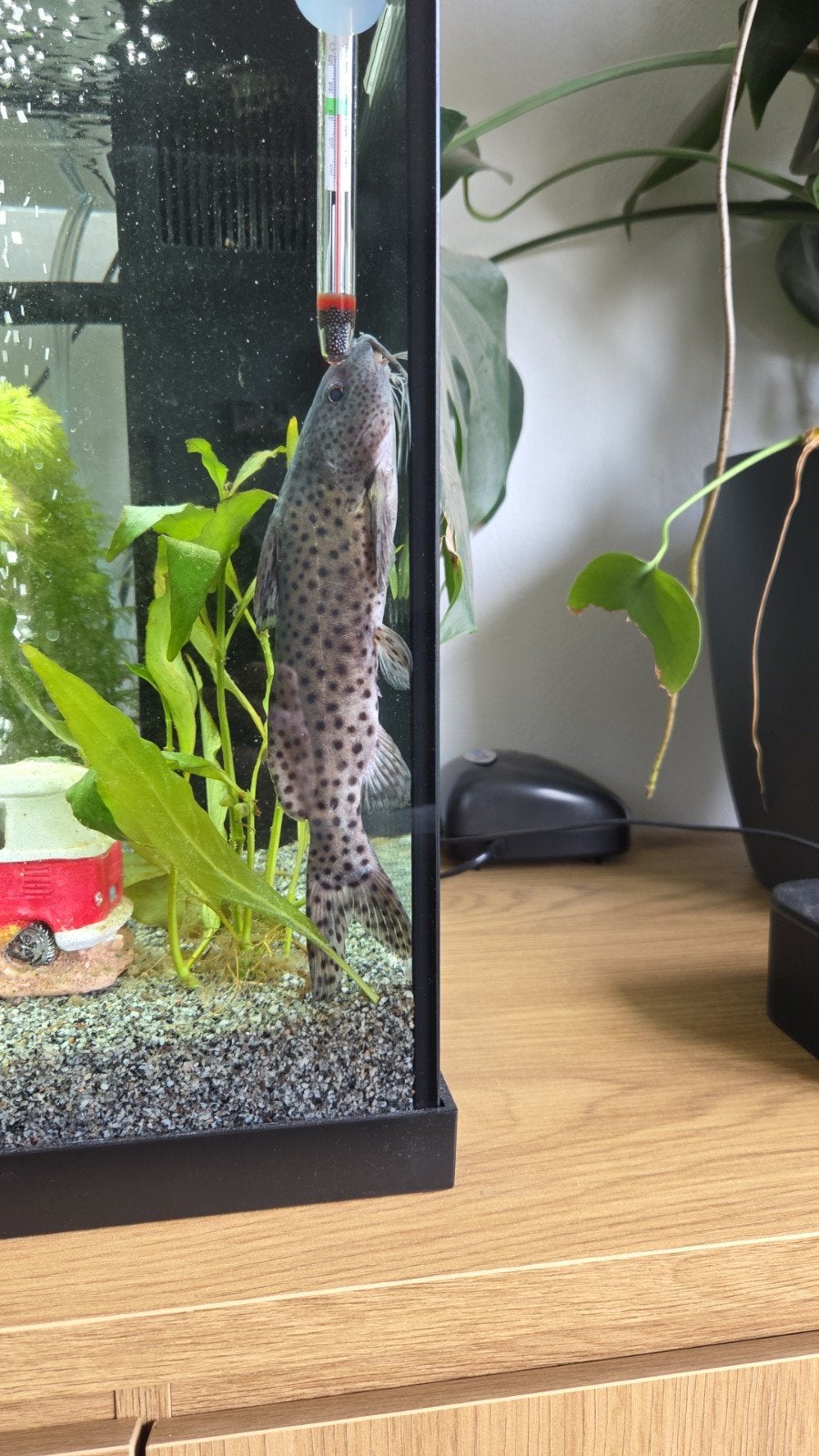 gratis meervallen en 2x blauwe gourami, Dieren en Toebehoren, Vissen | Aquariumvissen, Vis, Zoetwatervis