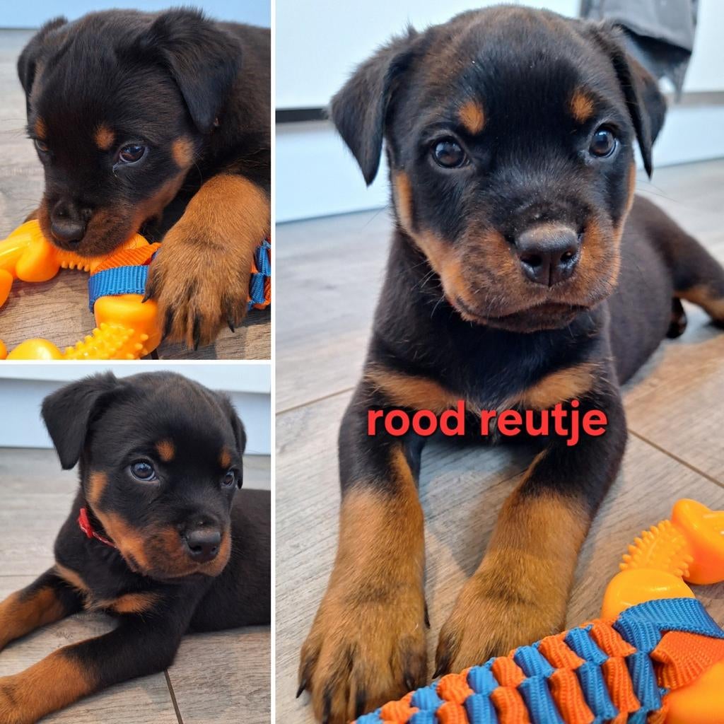 Prachtige Rottweiler pups met stamboom en Garantie!, Dieren en Toebehoren, HCC (leverziekte), 8 tot 15 weken, Meerdere, Meerdere dieren