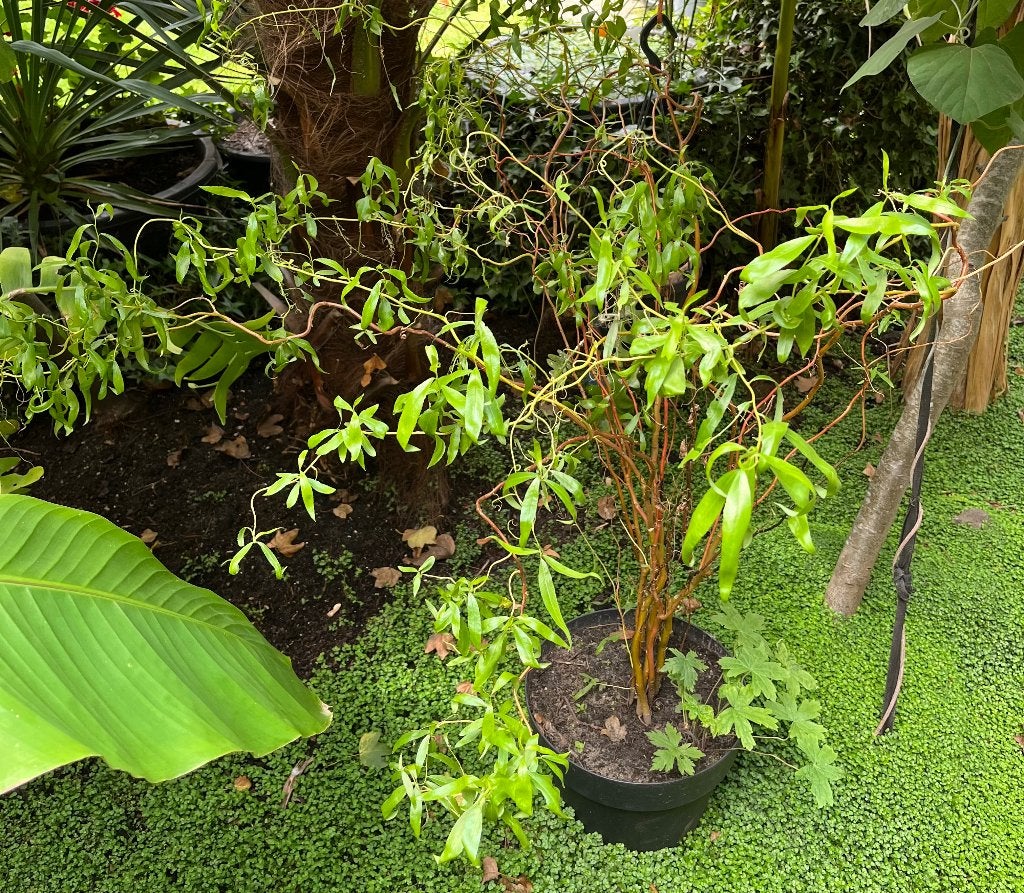 KRONKELWILG, Tuin en Terras, Planten | Bomen, Bloeit niet, 100 tot 250 cm, Ophalen, In pot
