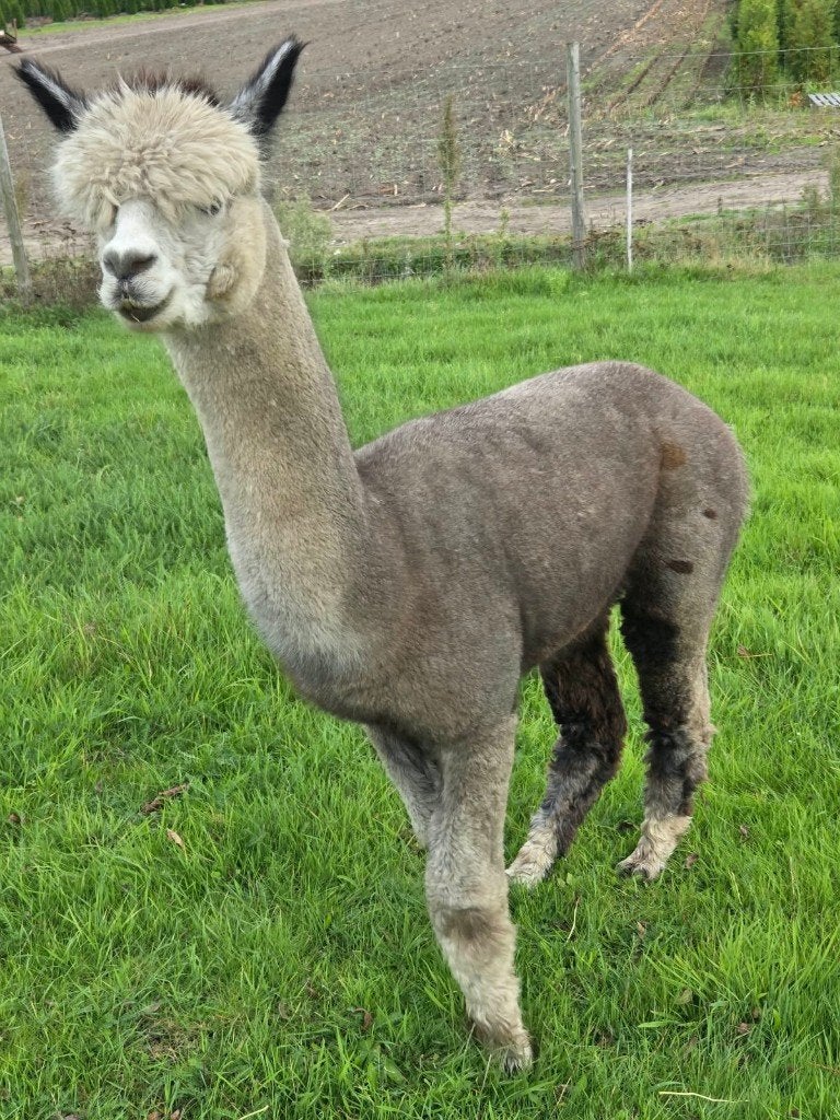Alpaca stamboek dekhengst te koop of te ruil, Dieren en Toebehoren, Mannelijk, Alpaca, 3 tot 5 jaar