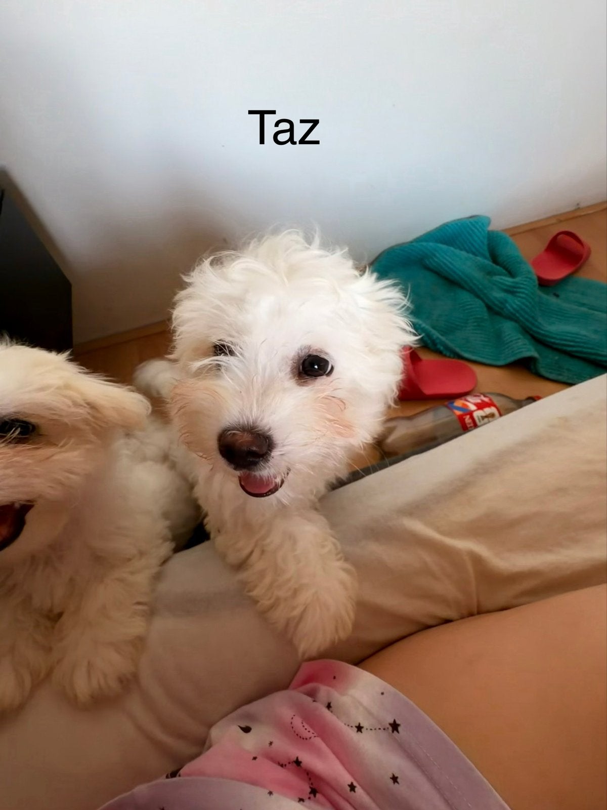 Adorable Maltese Puppy Looking for Loving Homes!, Parvo, Maltezer, 15 weken tot 1 jaar, Meerdere