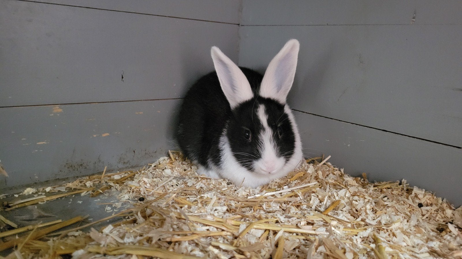 1 konijntje, Dieren en Toebehoren, Konijnen, Mannelijk, Dwerg