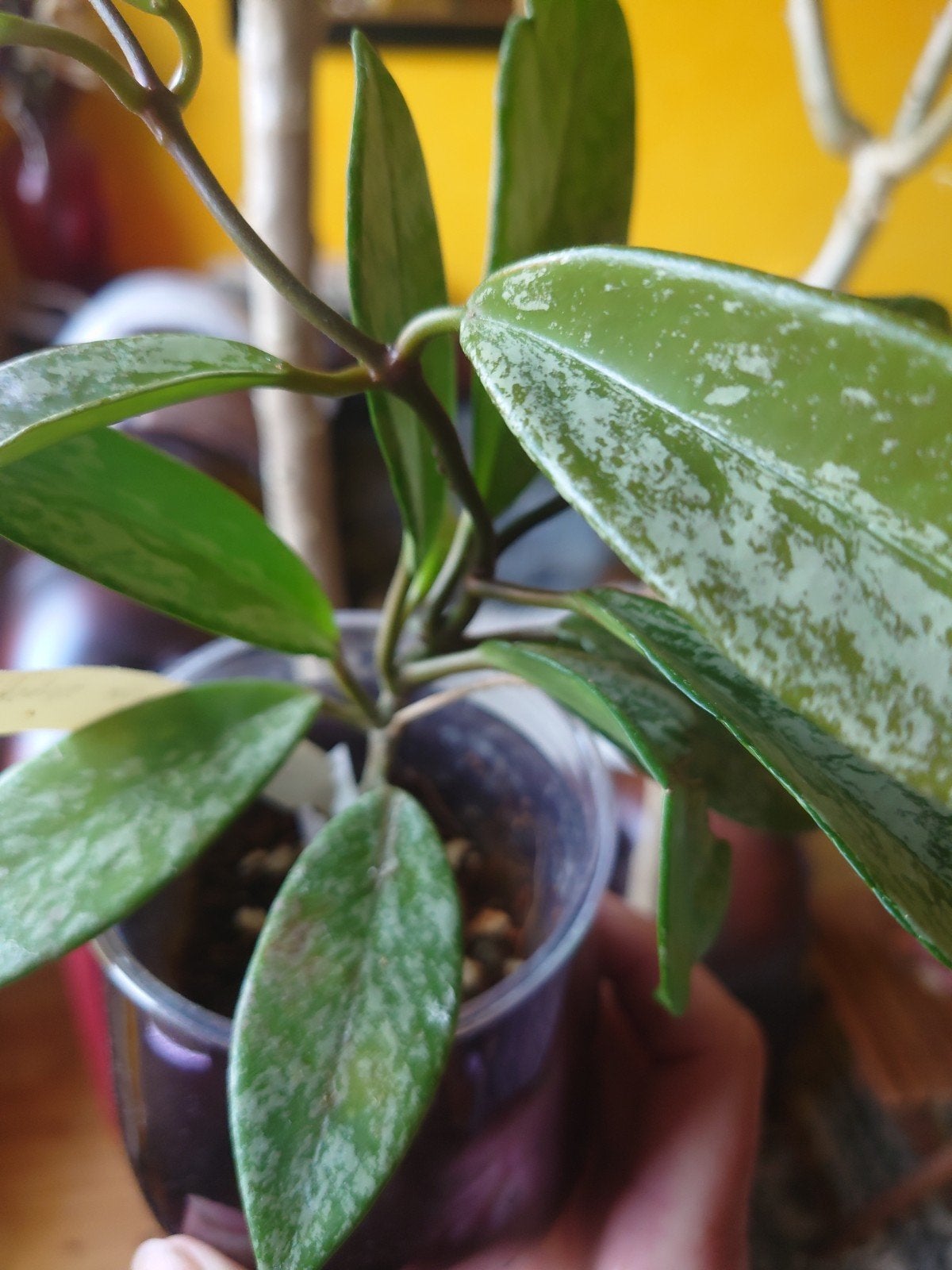 Hoya pubicalix splash, Ophalen of Verzenden, Halfschaduw, Minder dan 100 cm