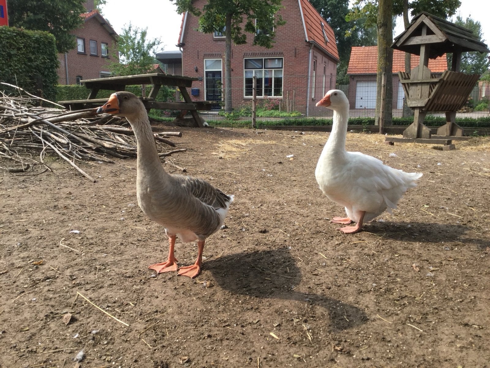 Goed thuis gezocht voor koppel ganzen!, Dieren en Toebehoren, Pluimvee, Meerdere dieren, Gans of Zwaan