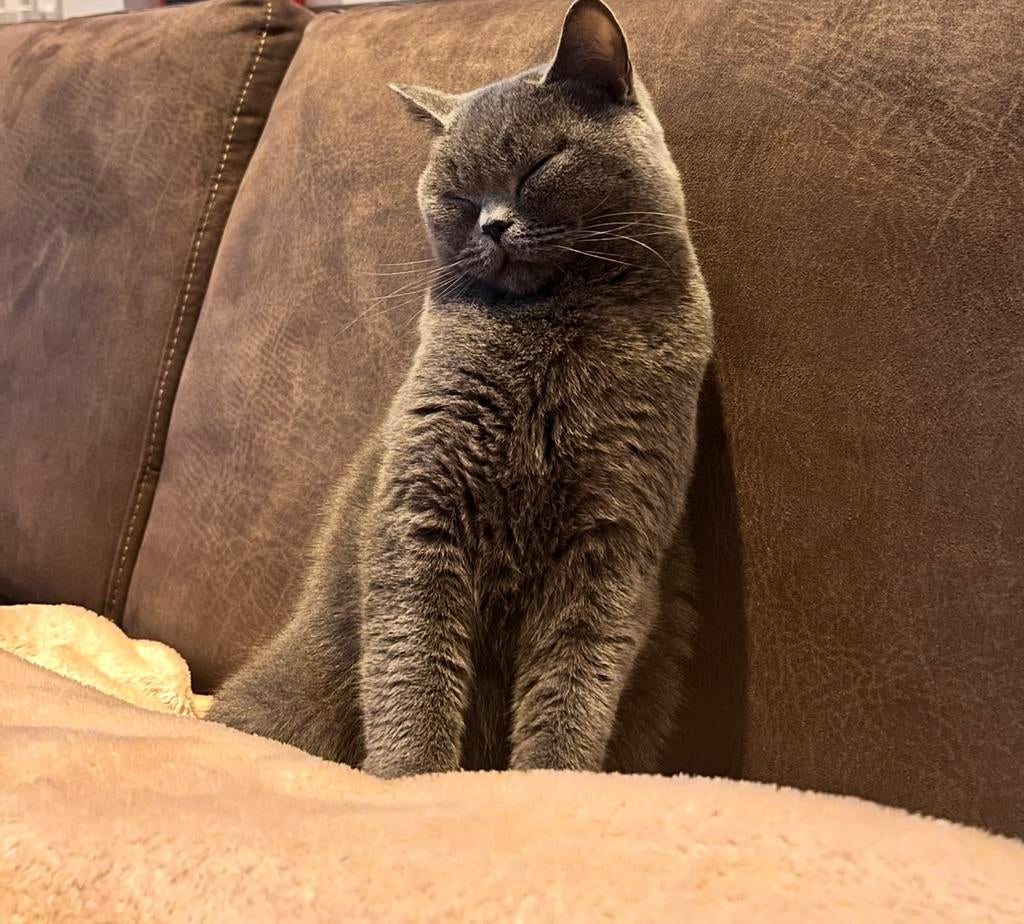 Britskort haar, Poes