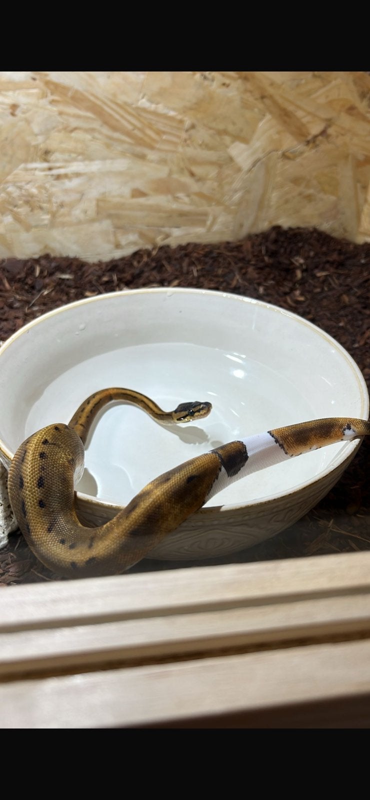 Koningspythons dames piebald Ball Python - female for sale from Jessica