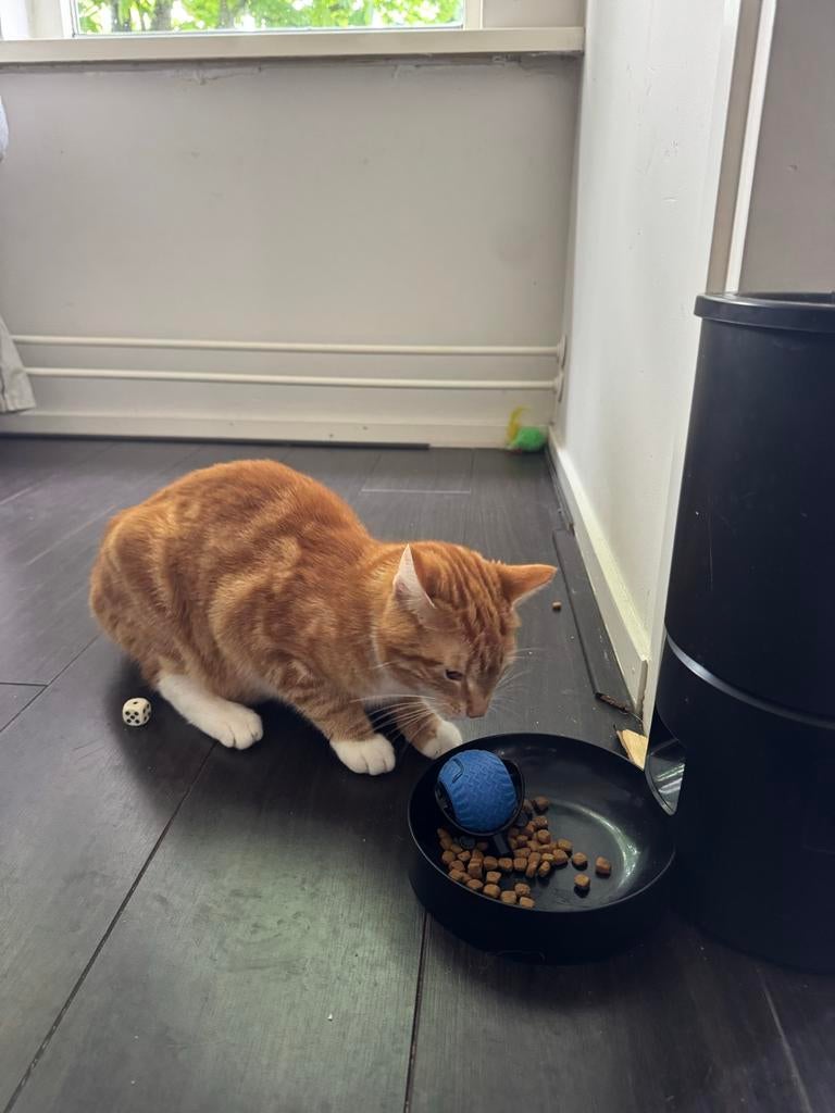 Wilde kat lees ee beschrijving, Dieren en Toebehoren, Katten en Kittens | Overige Katten, Poes