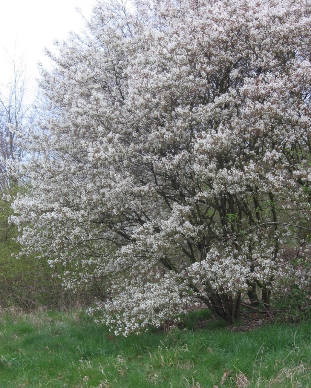 Krentenboom 'Amelanchier Lamarckii' | Groot formaat OP = OP, Overige soorten, Lente, 400 cm of meer, Ophalen