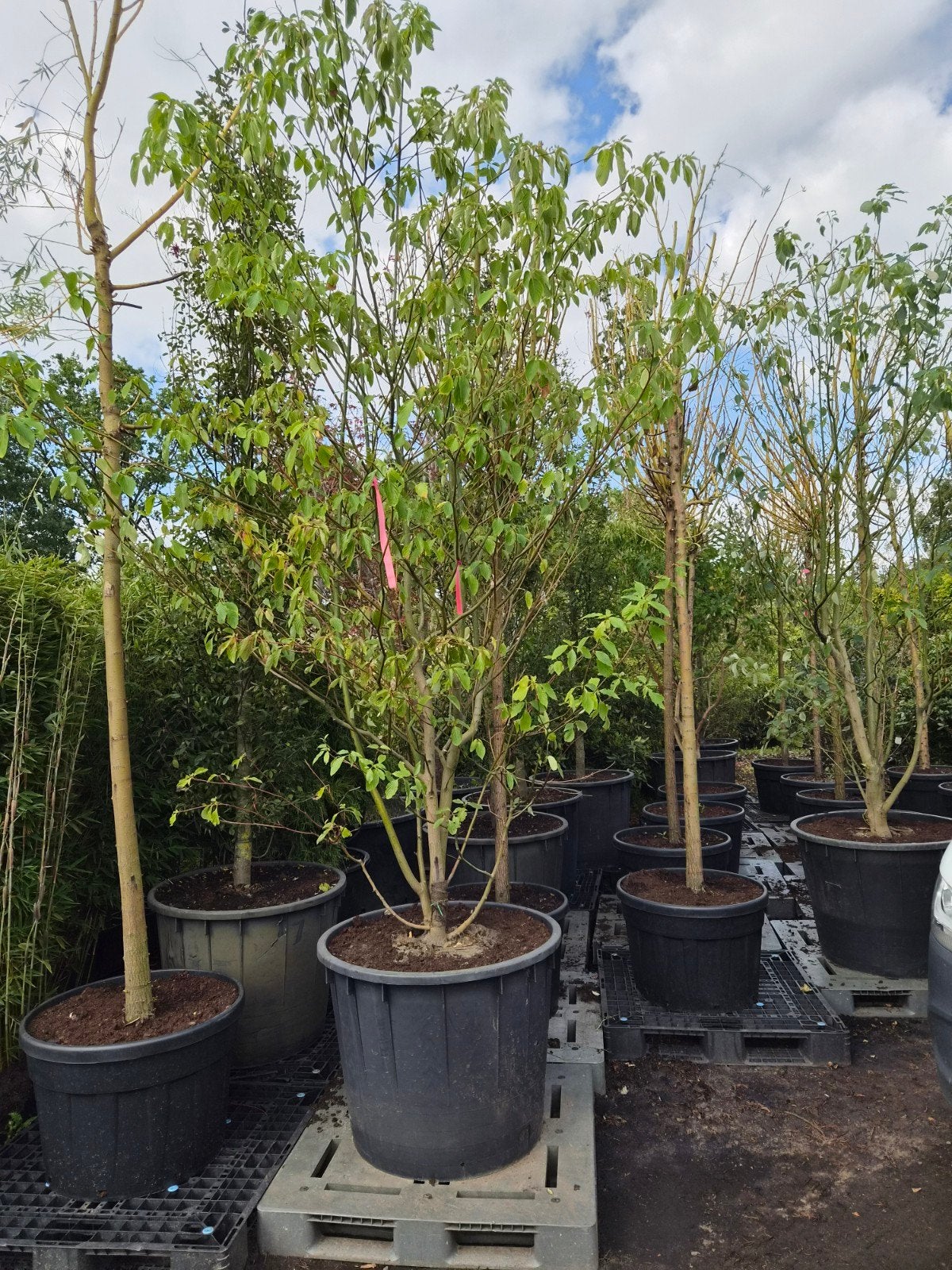 Cornus Controversa XXL - Pagodekornoelje, Lente, 250 tot 400 cm, Volle zon, In pot