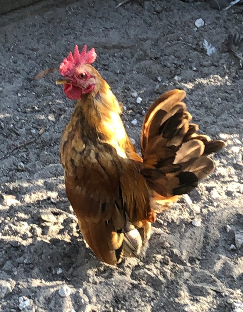 Haantje Serama, Dieren en Toebehoren, Pluimvee, Mannelijk, Kip