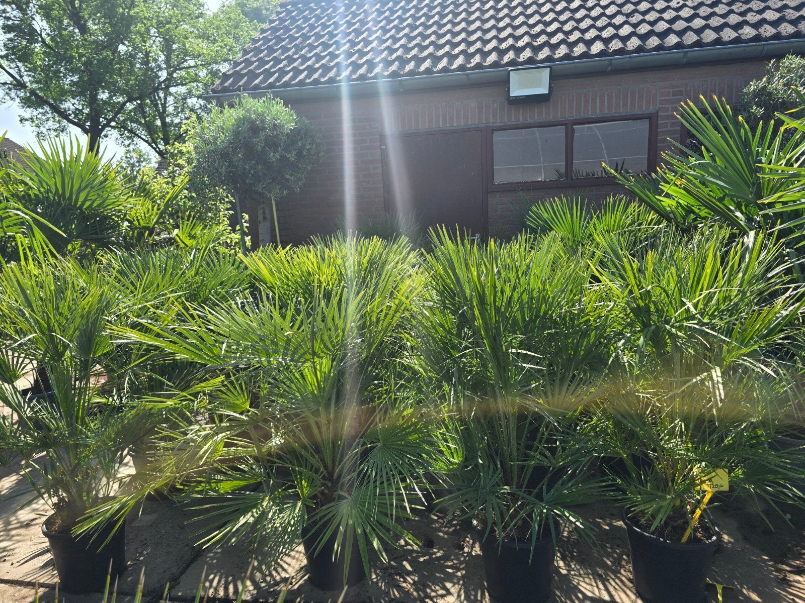 Palmbomen humilis chamerops dwerg palm, Volle zon, Ophalen of Verzenden, 100 tot 250 cm, Zomer