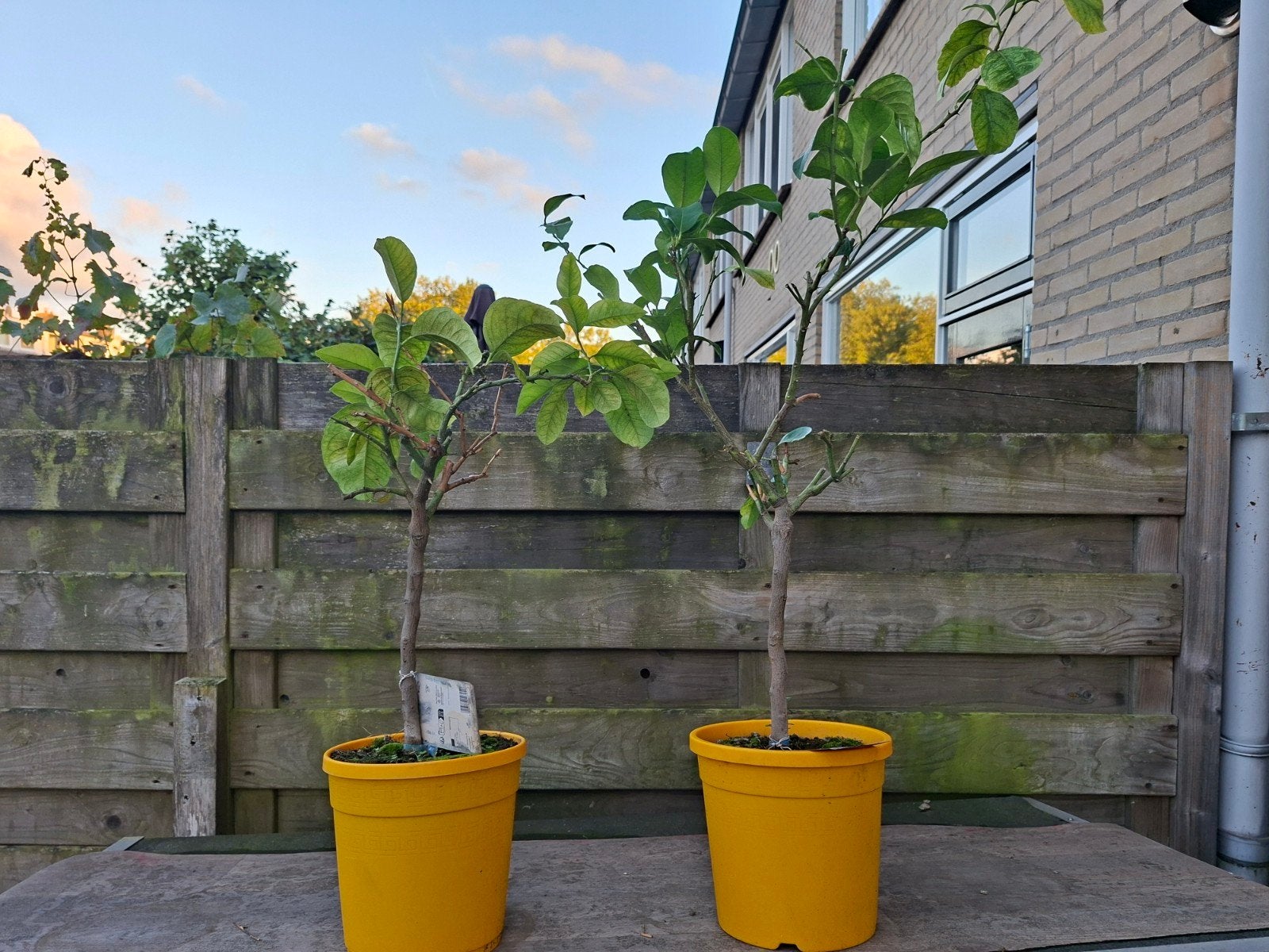 2 Citroenbomen - Citrus Lemon (In-Outdoor), Ophalen, Volle zon, Vaste plant, Fruitplanten