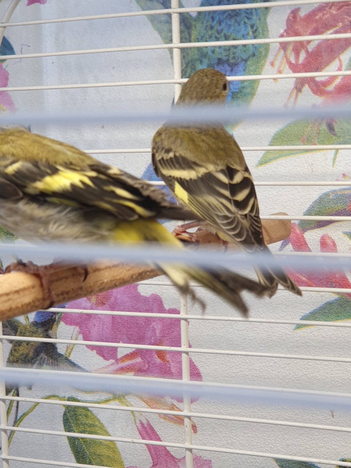 Jonge zwartkop sijzen poppen, Dieren en Toebehoren, Vogels | Overige Vogels, Vrouwelijk