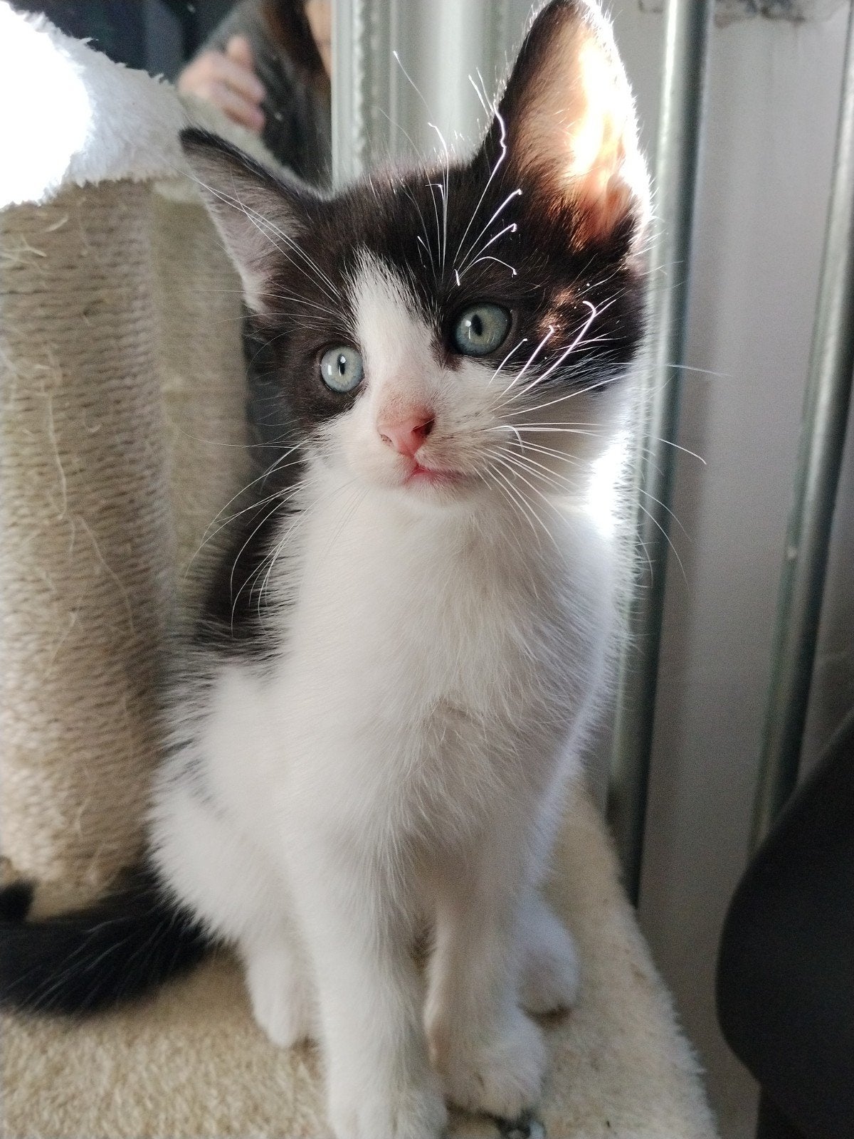 1 kitten, Meerdere dieren