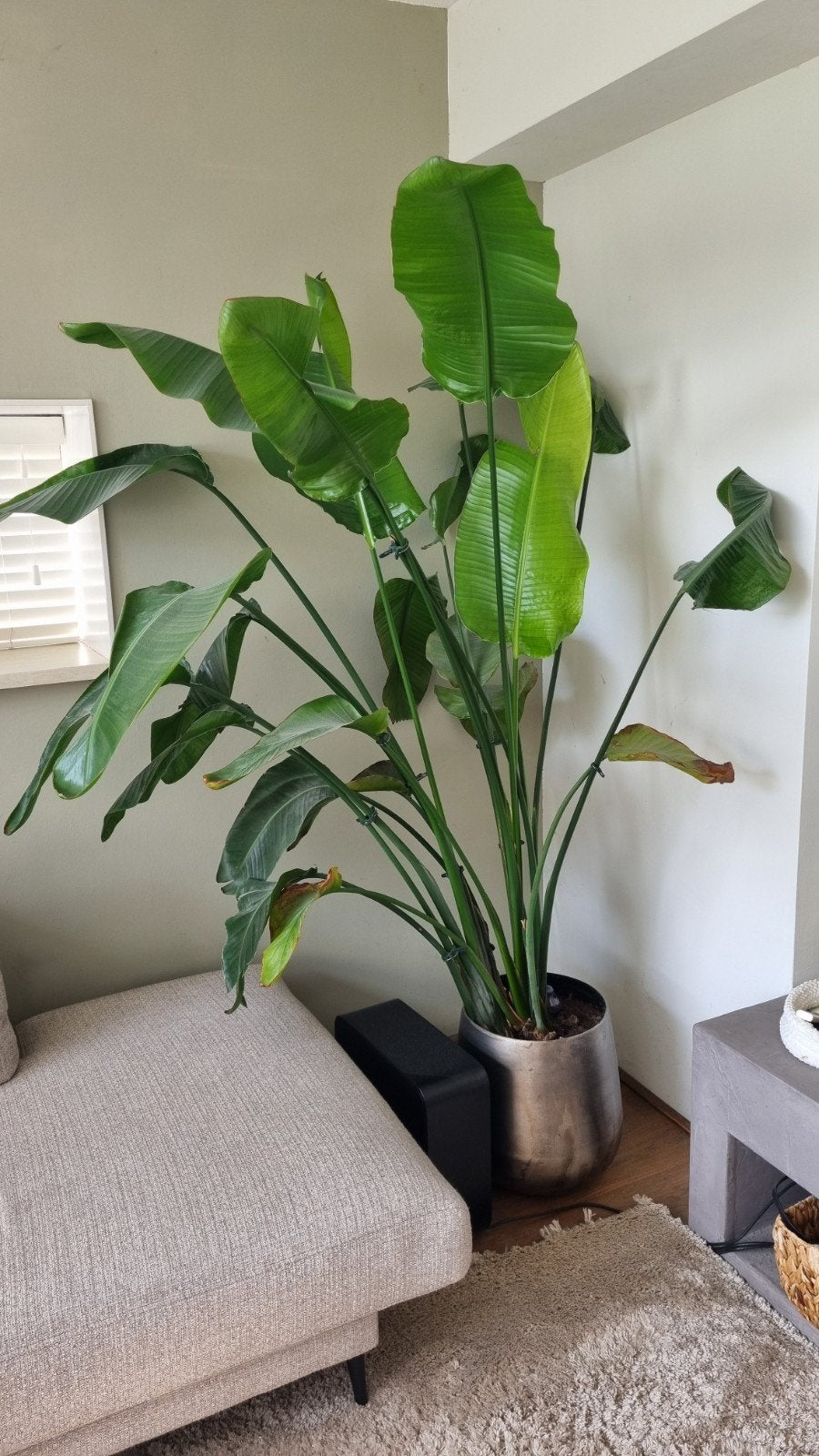 Grote Strelitzia Nicolai - Kamerplant, Ophalen, Overige soorten, Halfschaduw, 150 tot 200 cm