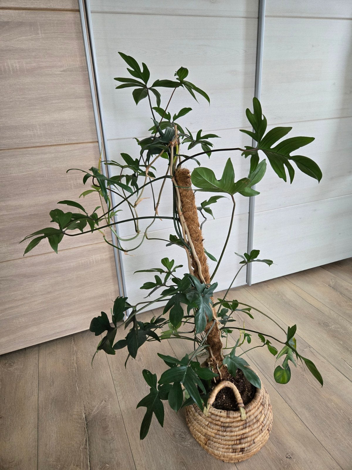 Grote Philodendron Florida Green met mosstok, Tuin en Terras, Planten | Tuinplanten, Ophalen, Vaste plant, Bloeit niet, Halfschaduw