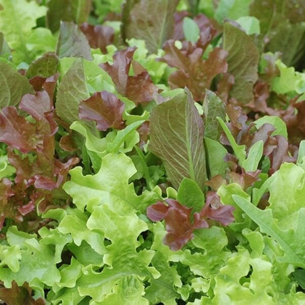 Uit de biologische moestuin: Gemengde snijsla, zaden, Ophalen of Verzenden, Najaar, Volle zon, Zaad